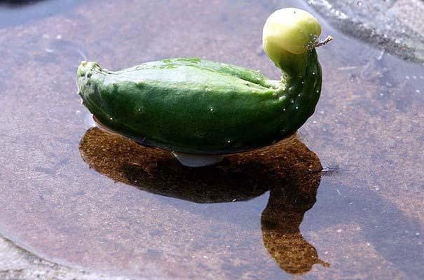 A cucumber shaped like a duck 