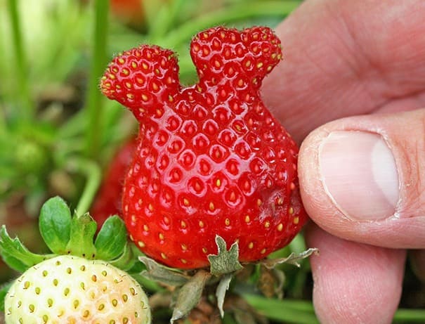 A strawberry that looks like Mickey Mouse 