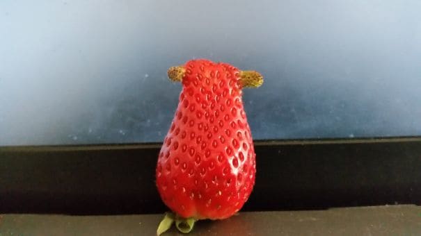 A strawberry that resembles a cute little mouse 
