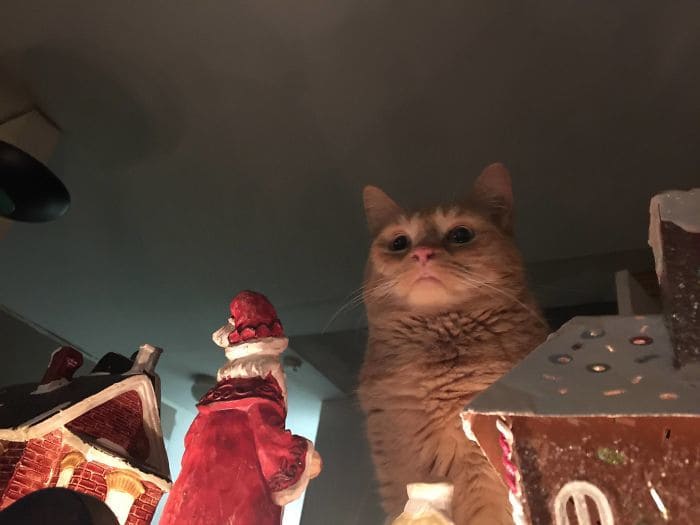 Cat sitting above a toy Santa Clause and toy houses.
