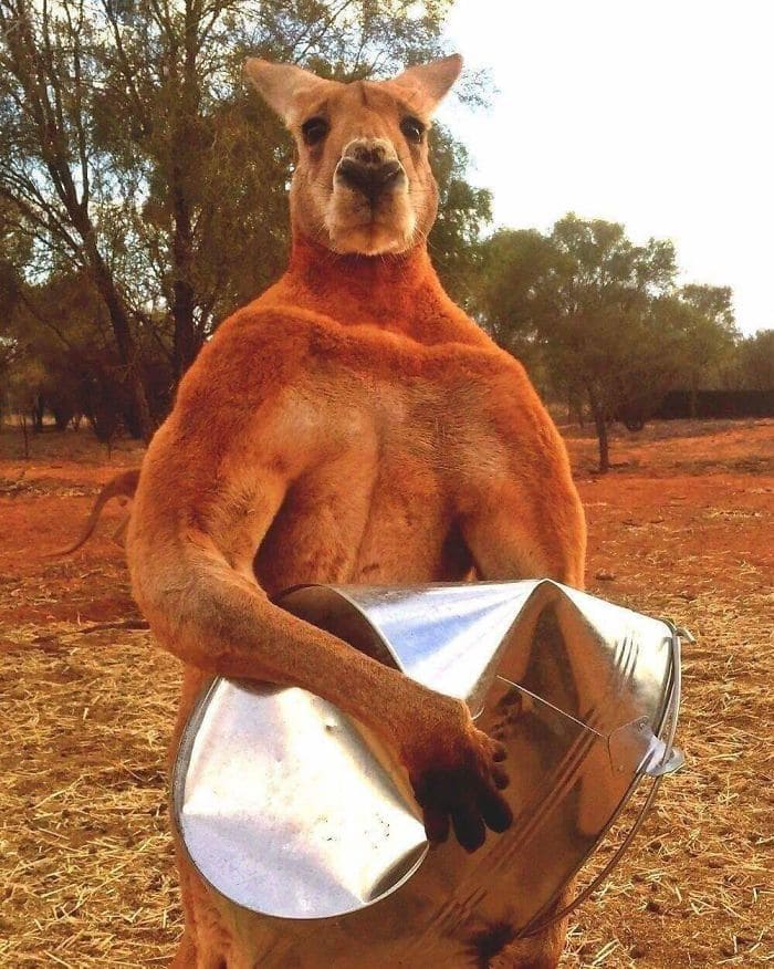 Kangaroo is holding a mangled tin garbage can. 