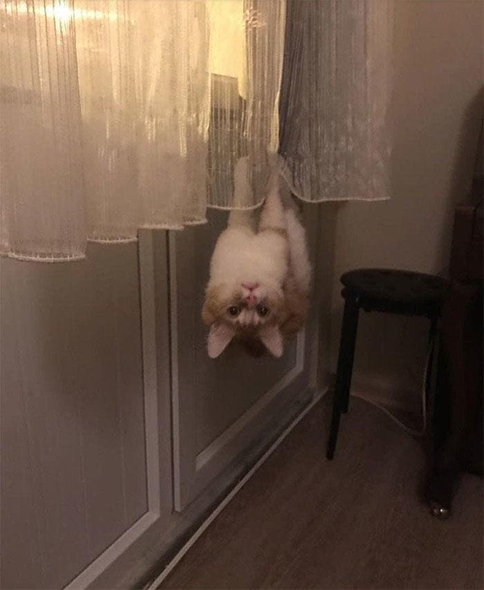A cat hanging on curtains upside down 