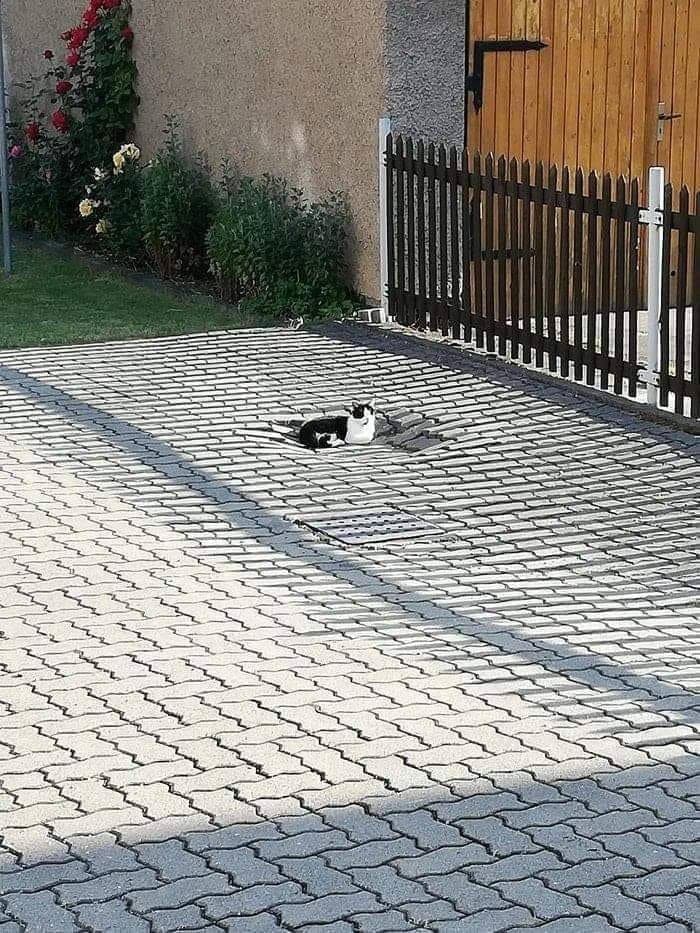 A cat lying down in a dent in the pavement 