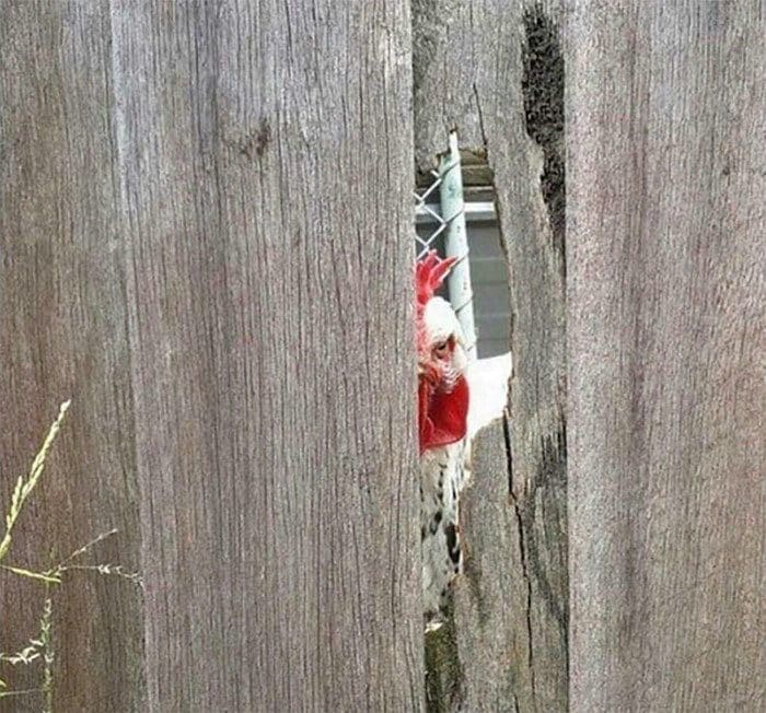 Chicken looking through a crack in a fence