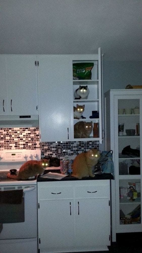 Cats on the kitchen counter and in the cupboards staring forward; their eyes glowing 