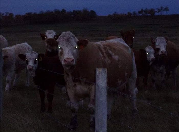 Cows standing in a field; their eyes glowing 