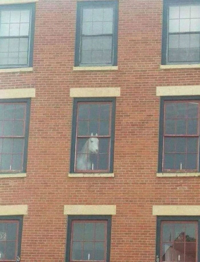 a Horse looking out the window of a building 