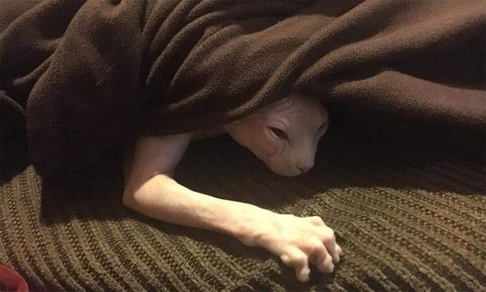 Hairless cat under a blanket clawing the couch 