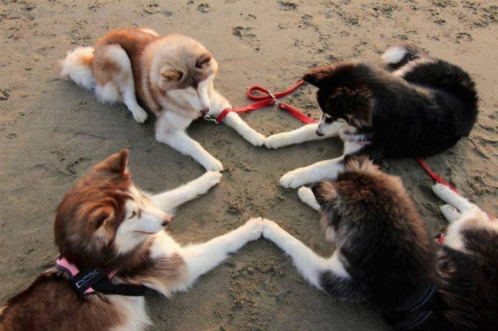 Four huskies on the sand connecting their paws in a “t” symbol