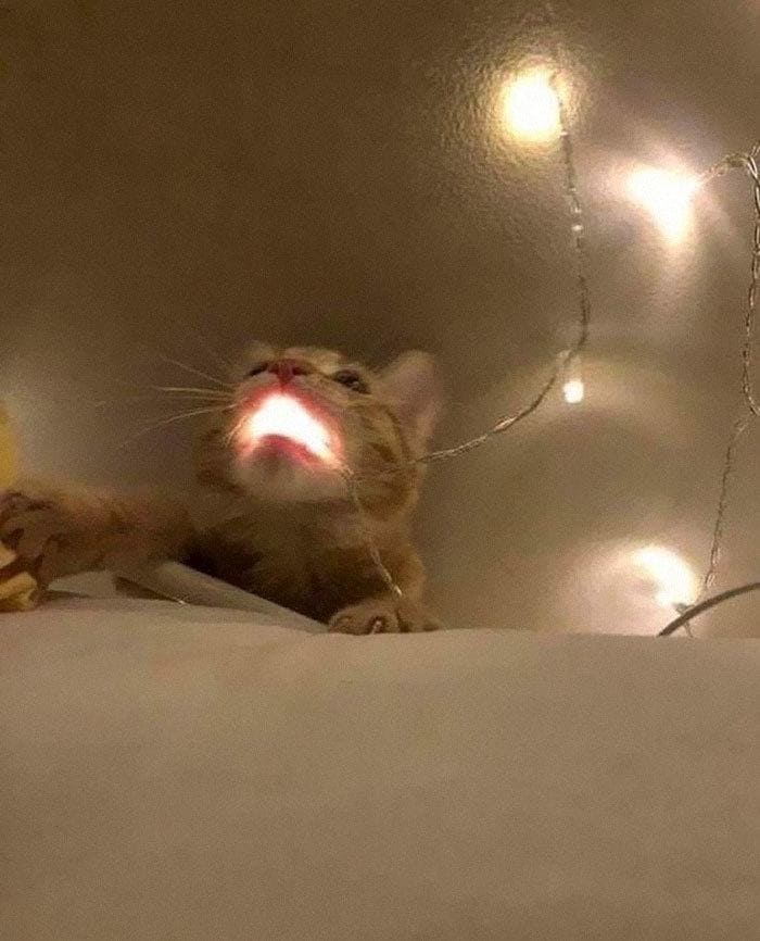 Cat with Christmas lights in its mouth