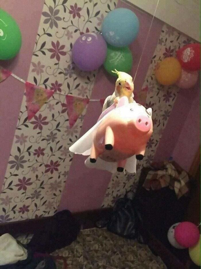 Bird sitting on a hanging toy pic at a birthday party