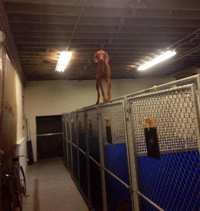 Dog standing on top of a fence in a kennel
