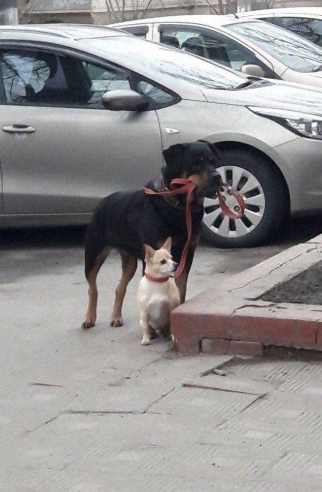 Rottweiler holding the leash of a smaller dog in its mouth 