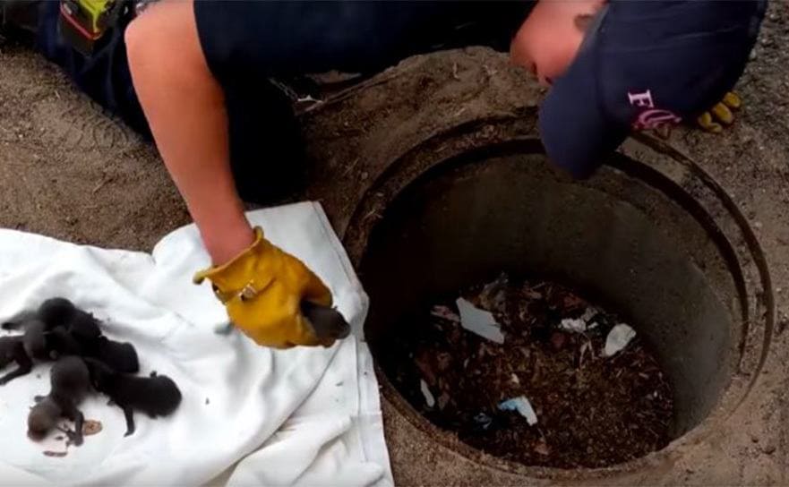 A firefighter picking up small newborn animals out of a storm drain 
