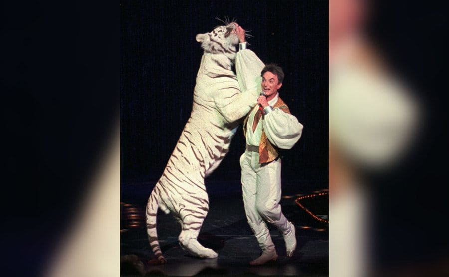Roy performing on stage with his hand inside a fully grown white tiger. 