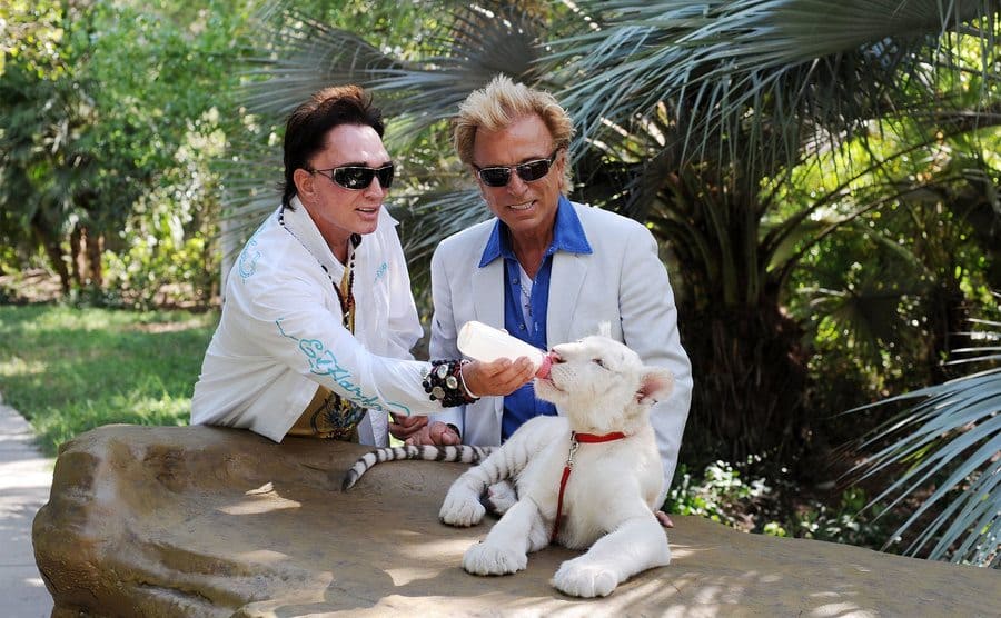 Illusionists Roy Horn and Siegfried Fischbacher feeding their 4 1/2-month-old tiger cubs at Siegfried and Roy's Secret Garden at the Mirage Hotel and Casino