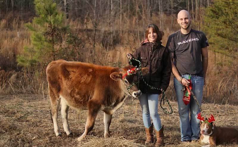 Kimberly and Josh are posing for a Christmas photo with a dog and a cow.