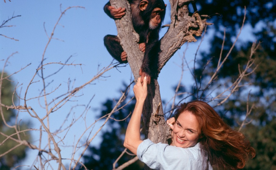 Catherine Bach climbs a tree to hold hands with a chimp. 