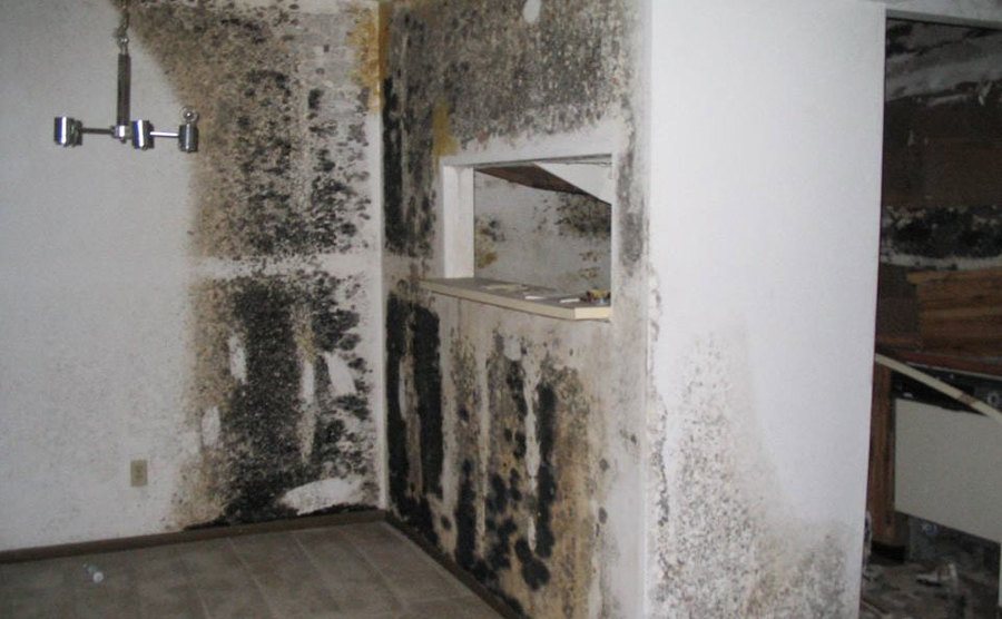 A mold-covered room in the basement. 
