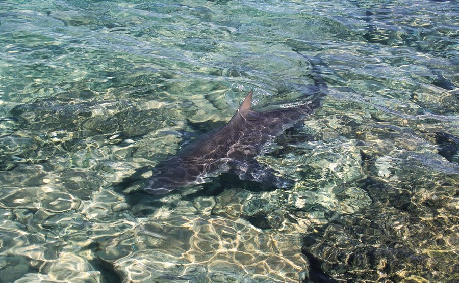 A picture of a shark on the beach.