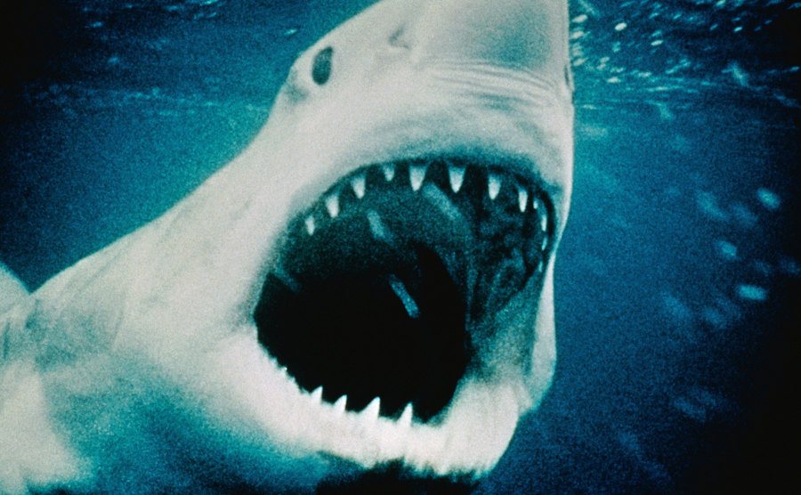 A close-up of a shark with an open jaw in the film Jaws.