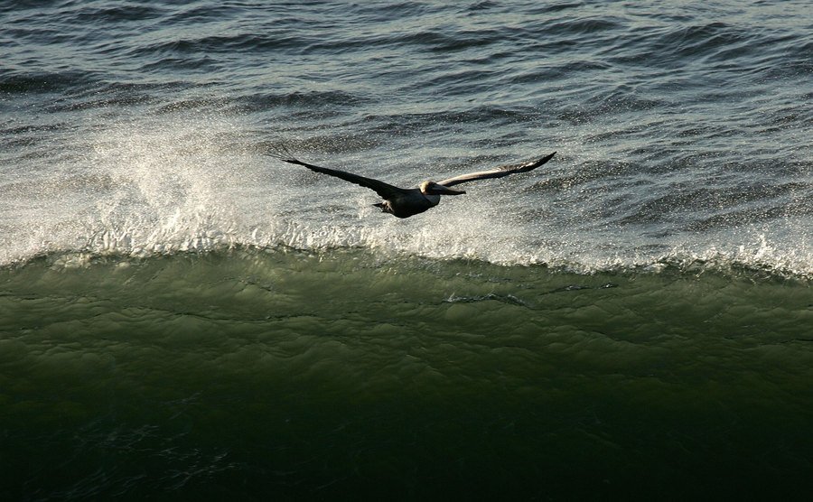 A brown pelican flies along the bay area.