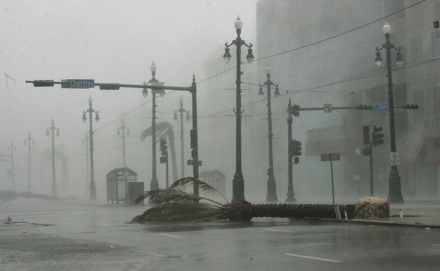 A palm tree lies on Canal Street during the heavy rain and wind from Hurricane Katrina. 